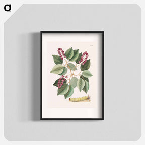 アートポスター-Pigeon-Plum and Great Horned Caterpillar
 - マーク ケイツビー Poster.