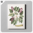 1-47_Mark-Catesby_canvas