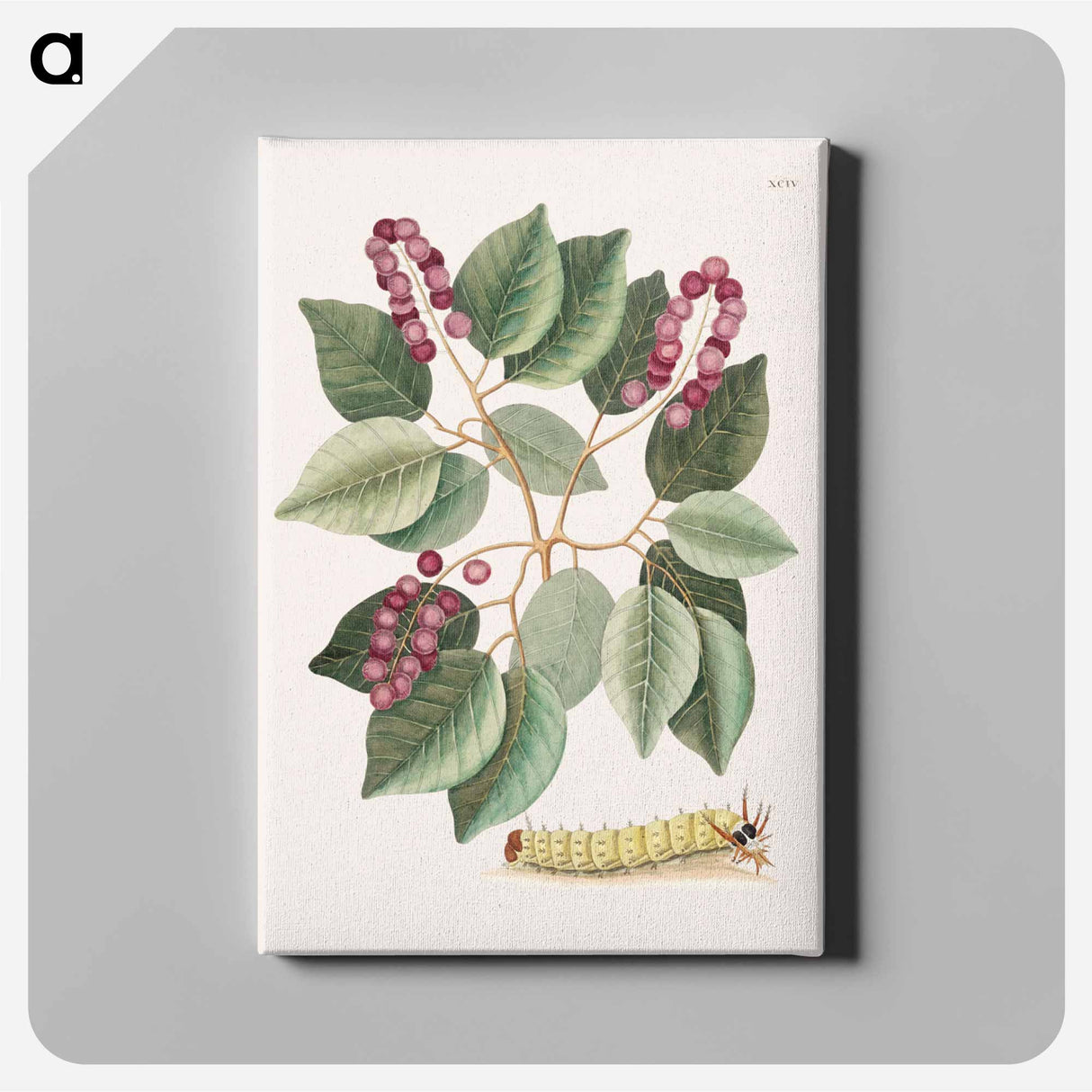 アートパネル-Pigeon-Plum and Great Horned Caterpillar
 - マーク ケイツビー Canvas.