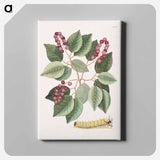 アートパネル-Pigeon-Plum and Great Horned Caterpillar
 - マーク ケイツビー Canvas.
