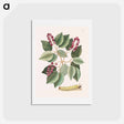 アートポストカード-Pigeon-Plum and Great Horned Caterpillar
 - マーク ケイツビー Postcard.