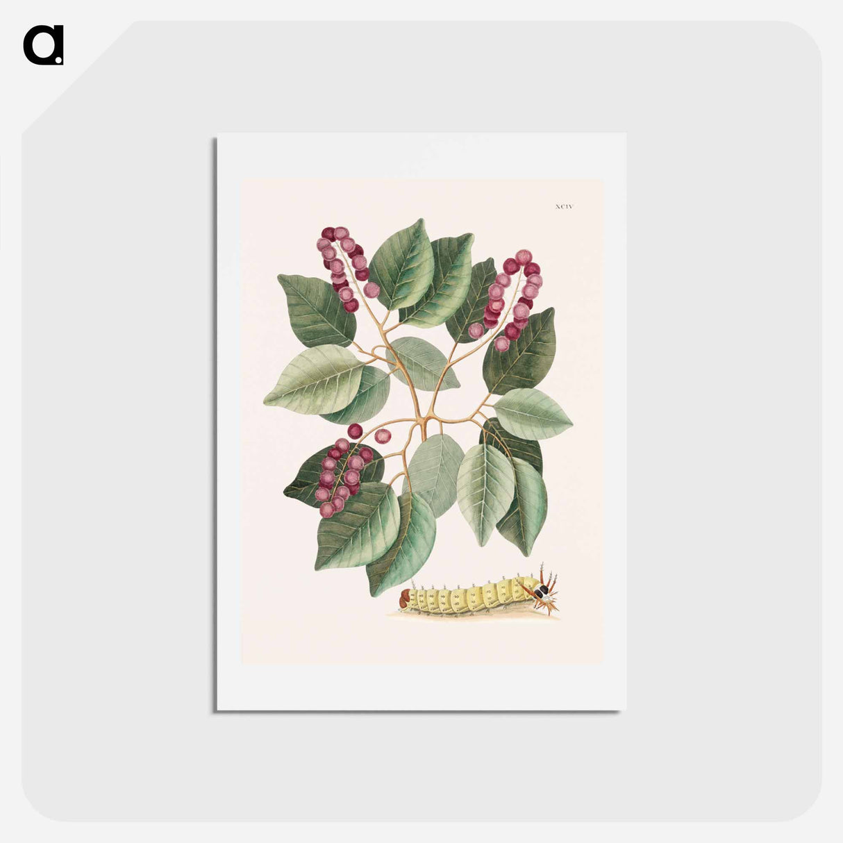 アートポストカード-Pigeon-Plum and Great Horned Caterpillar
 - マーク ケイツビー Postcard.