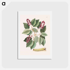 アートポストカード-Pigeon-Plum and Great Horned Caterpillar
 - マーク ケイツビー Postcard.