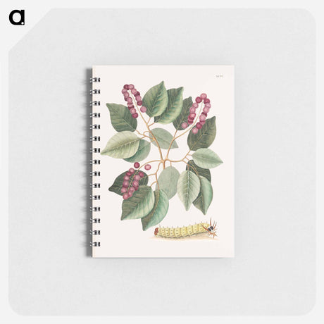 アートメモ帳-Pigeon-Plum and Great Horned Caterpillar
 - マーク ケイツビー Memo.