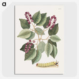 1-47_Mark-Catesby_picture-crop