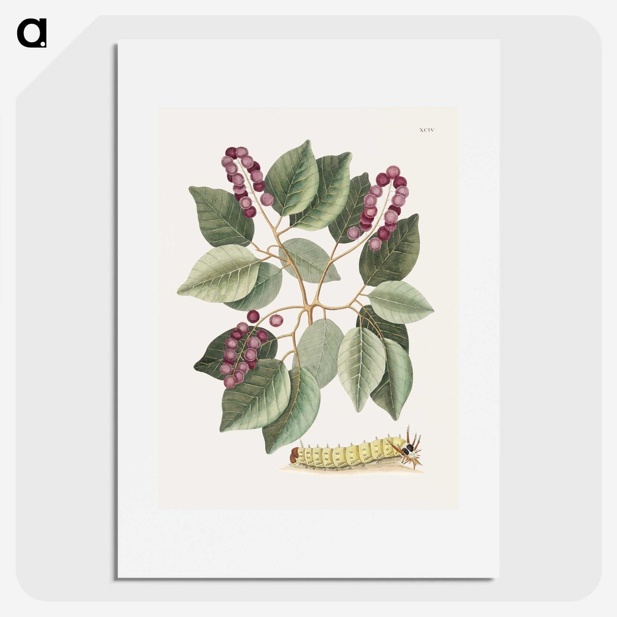 1-47_Mark-Catesby_picture