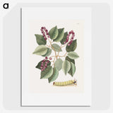 1-47_Mark-Catesby_picture