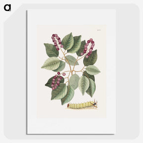 1-47_Mark-Catesby_picture