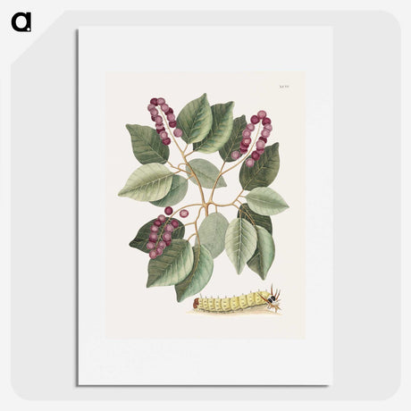 1-47_Mark-Catesby_picture