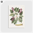 1-47_Mark-Catesby_postcard