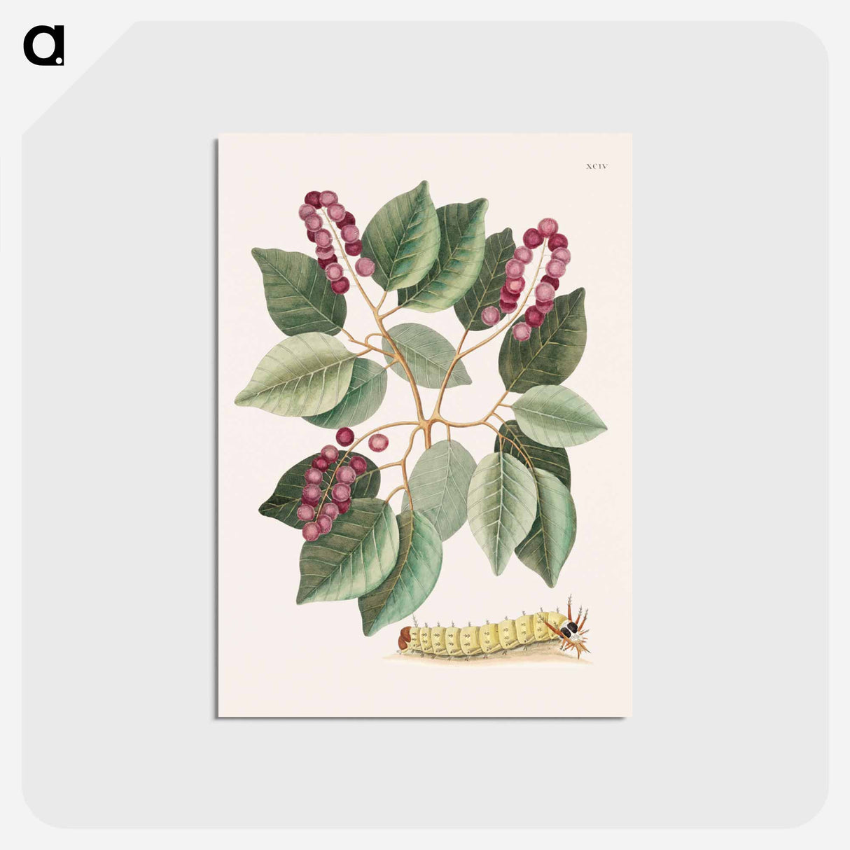 アートポストカード-Pigeon-Plum and Great Horned Caterpillar
 - マーク ケイツビー Postcard.