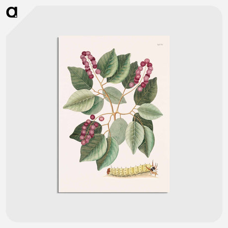 アートポストカード-Pigeon-Plum and Great Horned Caterpillar
 - マーク ケイツビー Postcard.