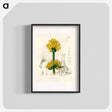 アートポスター-Gentiana Lutea Illustration
 - 薬用植物学 Poster.