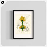 アートポスター-Gentiana Lutea Illustration
 - 薬用植物学 Poster.