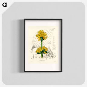 アートポスター-Gentiana Lutea Illustration
 - 薬用植物学 Poster.