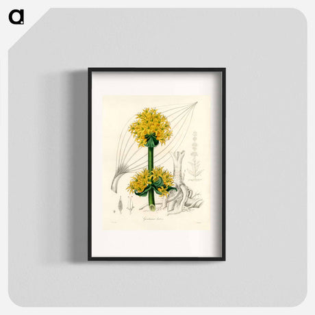 アートポスター-Gentiana Lutea Illustration
 - 薬用植物学 Poster.