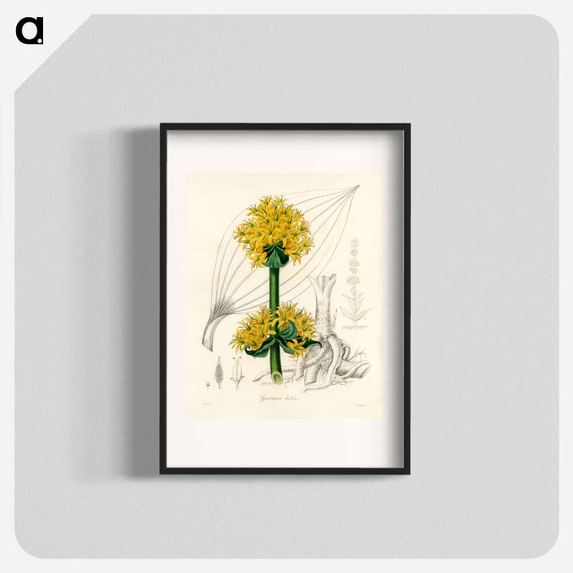アートポスター-Gentiana Lutea Illustration
 - 薬用植物学 Poster.