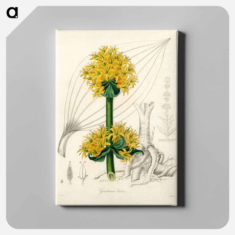 アートパネル-Gentiana Lutea Illustration
 - 薬用植物学 Canvas.