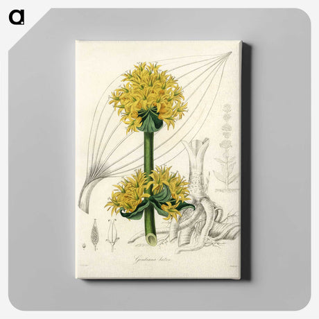 1-47_Medical-Botany_canvas