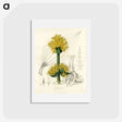 1-47_Medical-Botany_hagaki