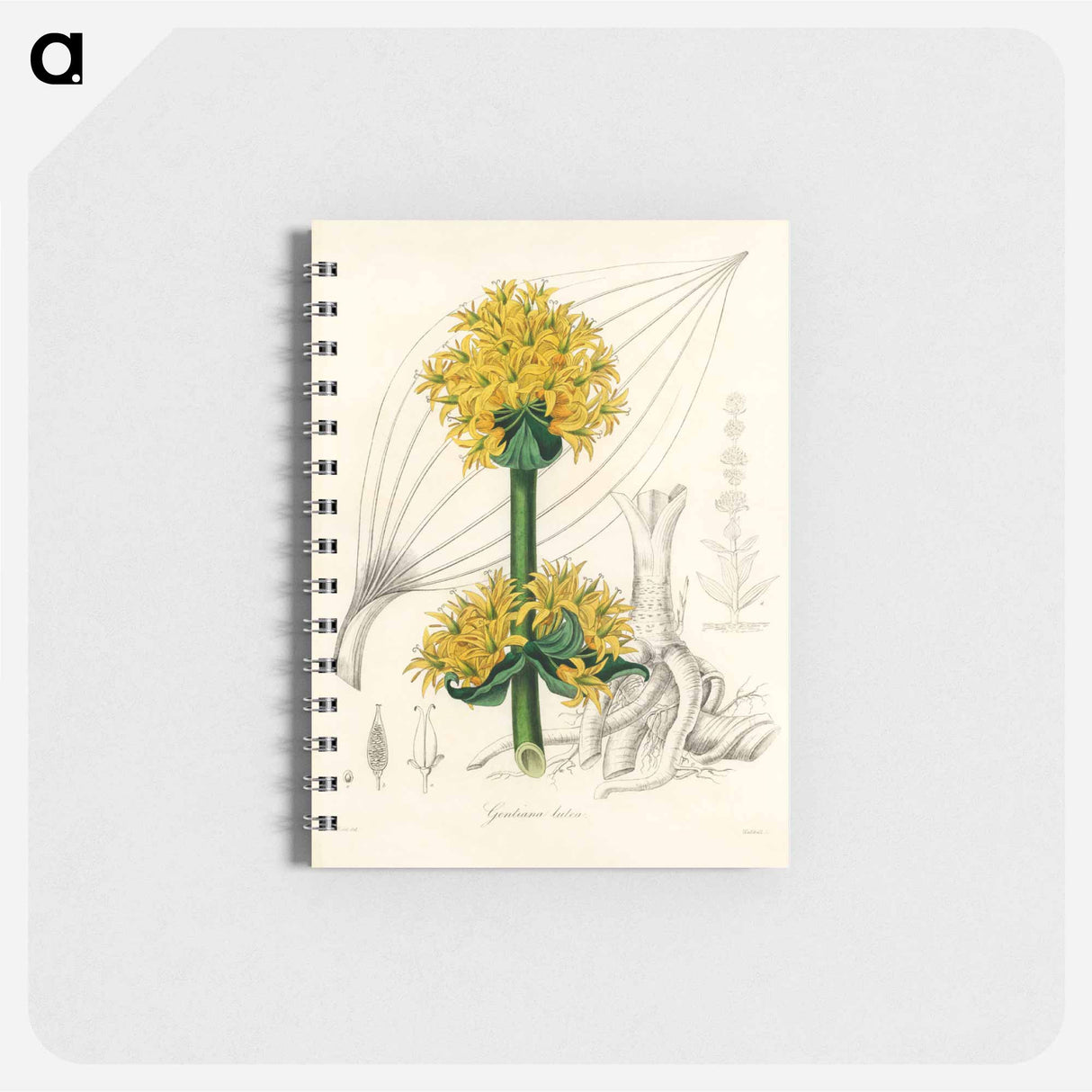 アートメモ帳-Gentiana Lutea Illustration
 - 薬用植物学 Memo.