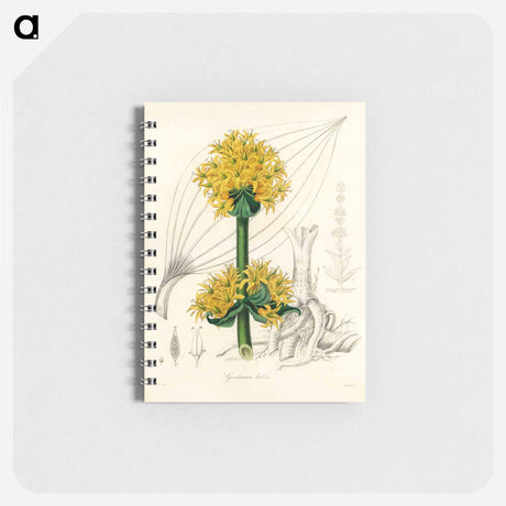 アートメモ帳-Gentiana Lutea Illustration
 - 薬用植物学 Memo.