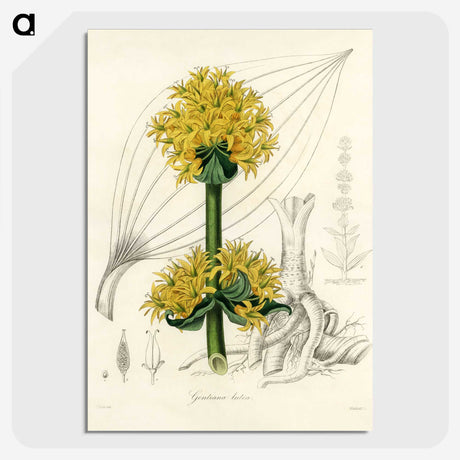 1-47_Medical-Botany_picture-crop
