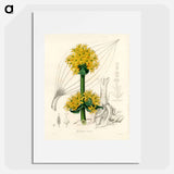 アートポスター-Gentiana Lutea Illustration
 - 薬用植物学 Poster.