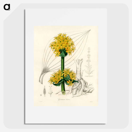 アートポスター-Gentiana Lutea Illustration
 - 薬用植物学 Poster.