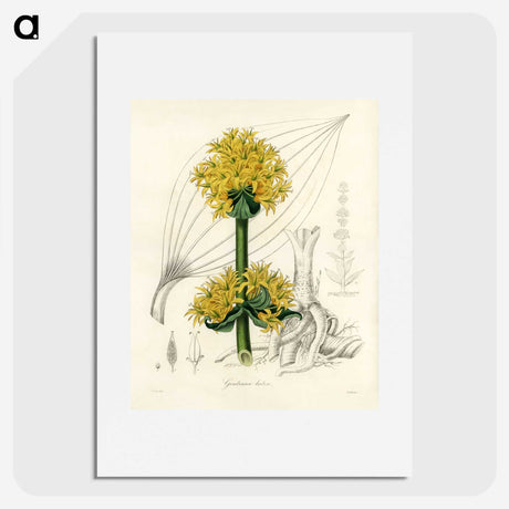1-47_Medical-Botany_picture