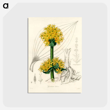 アートポストカード-Gentiana Lutea Illustration
 - 薬用植物学 Postcard.