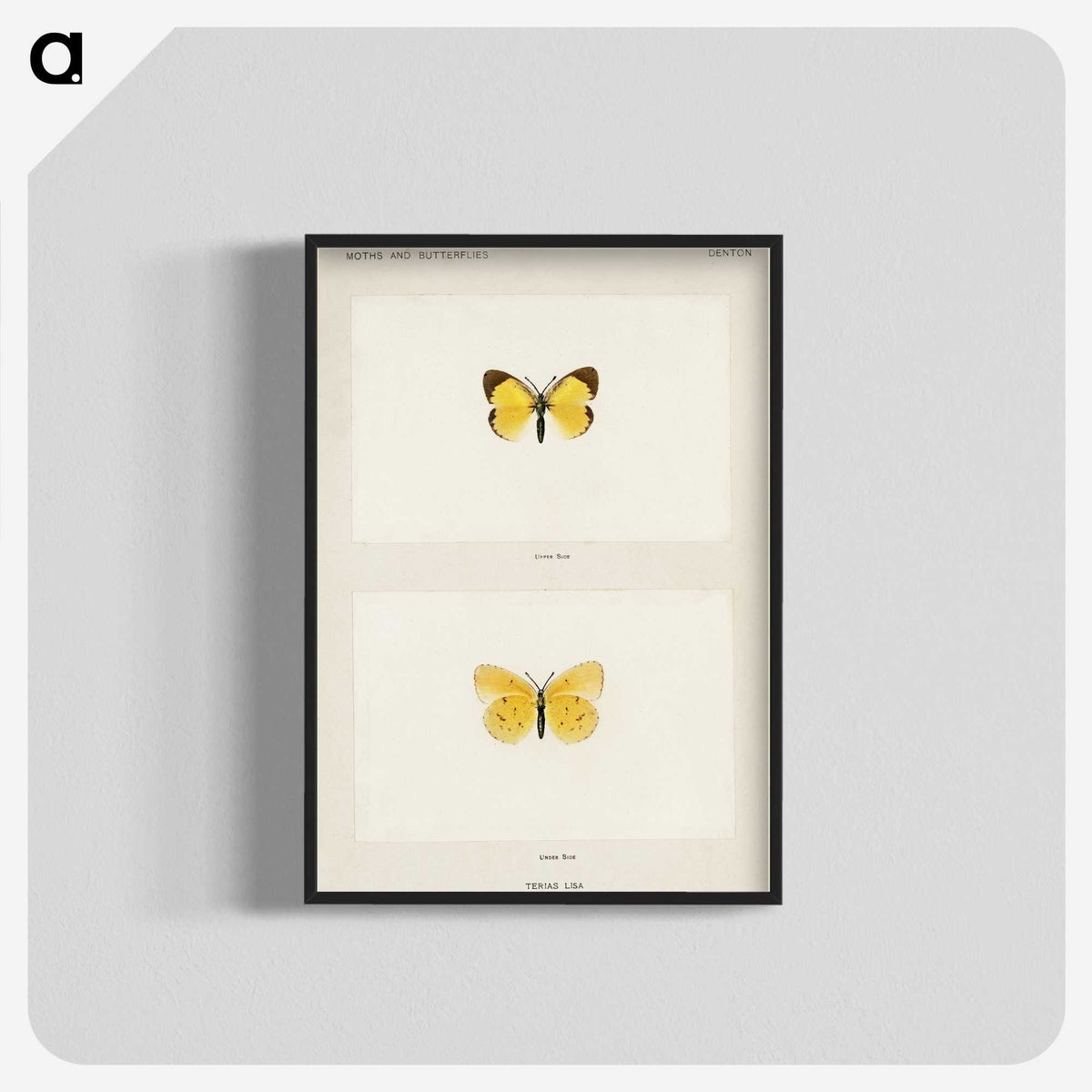 1-47_Moths-and-Butterflies-of-the-United-States_blk-crop