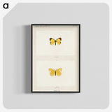 1-47_Moths-and-Butterflies-of-the-United-States_blk-crop