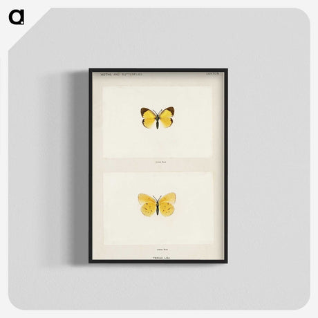 1-47_Moths-and-Butterflies-of-the-United-States_blk-crop