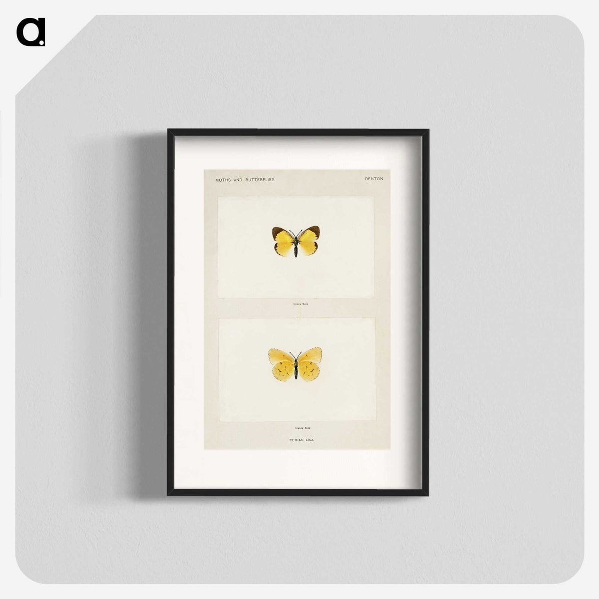 1-47_Moths-and-Butterflies-of-the-United-States_blk