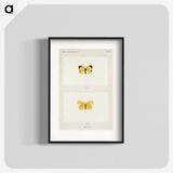 1-47_Moths-and-Butterflies-of-the-United-States_blk