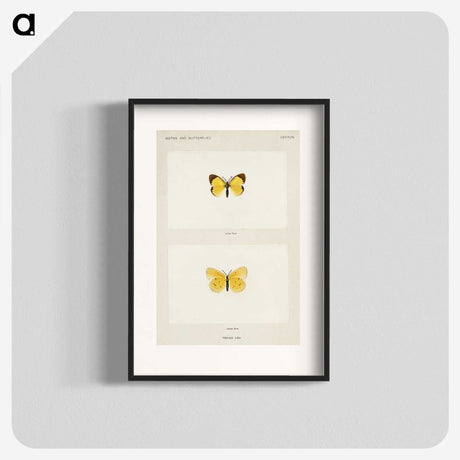 1-47_Moths-and-Butterflies-of-the-United-States_blk
