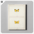 1-47_Moths-and-Butterflies-of-the-United-States_canvas