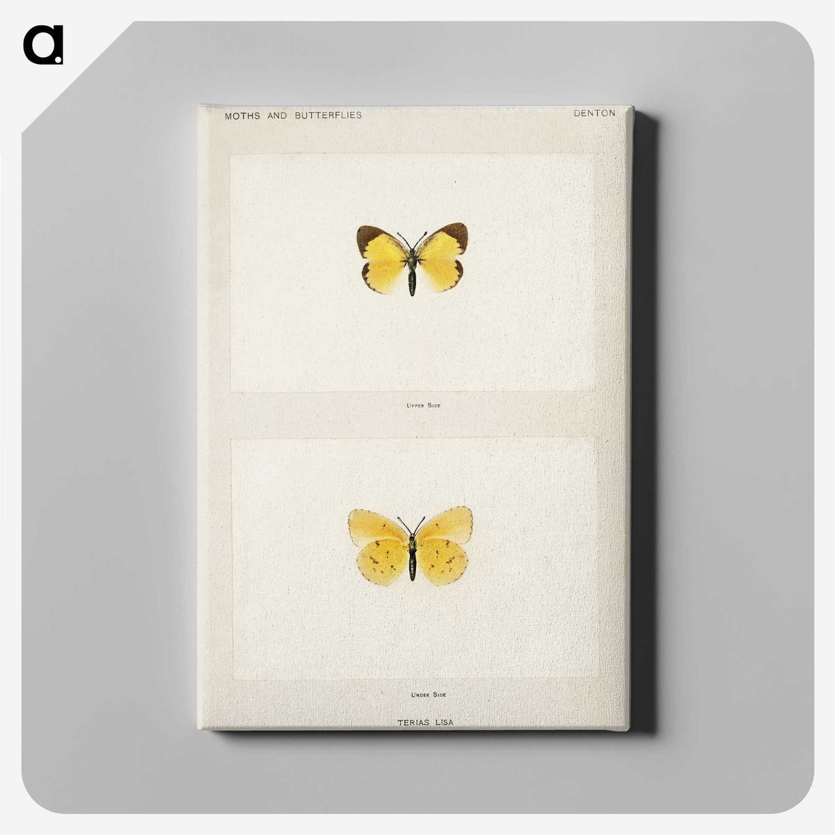 1-47_Moths-and-Butterflies-of-the-United-States_canvas
