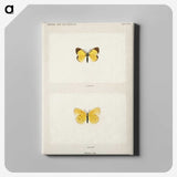 1-47_Moths-and-Butterflies-of-the-United-States_canvas