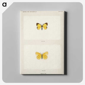 1-47_Moths-and-Butterflies-of-the-United-States_canvas
