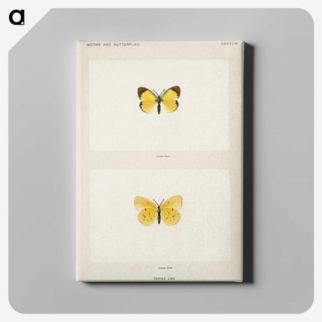1-47_Moths-and-Butterflies-of-the-United-States_canvas