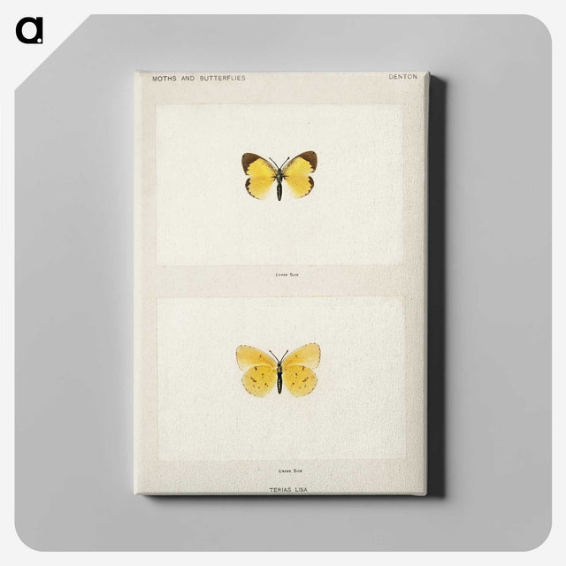 1-47_Moths-and-Butterflies-of-the-United-States_canvas