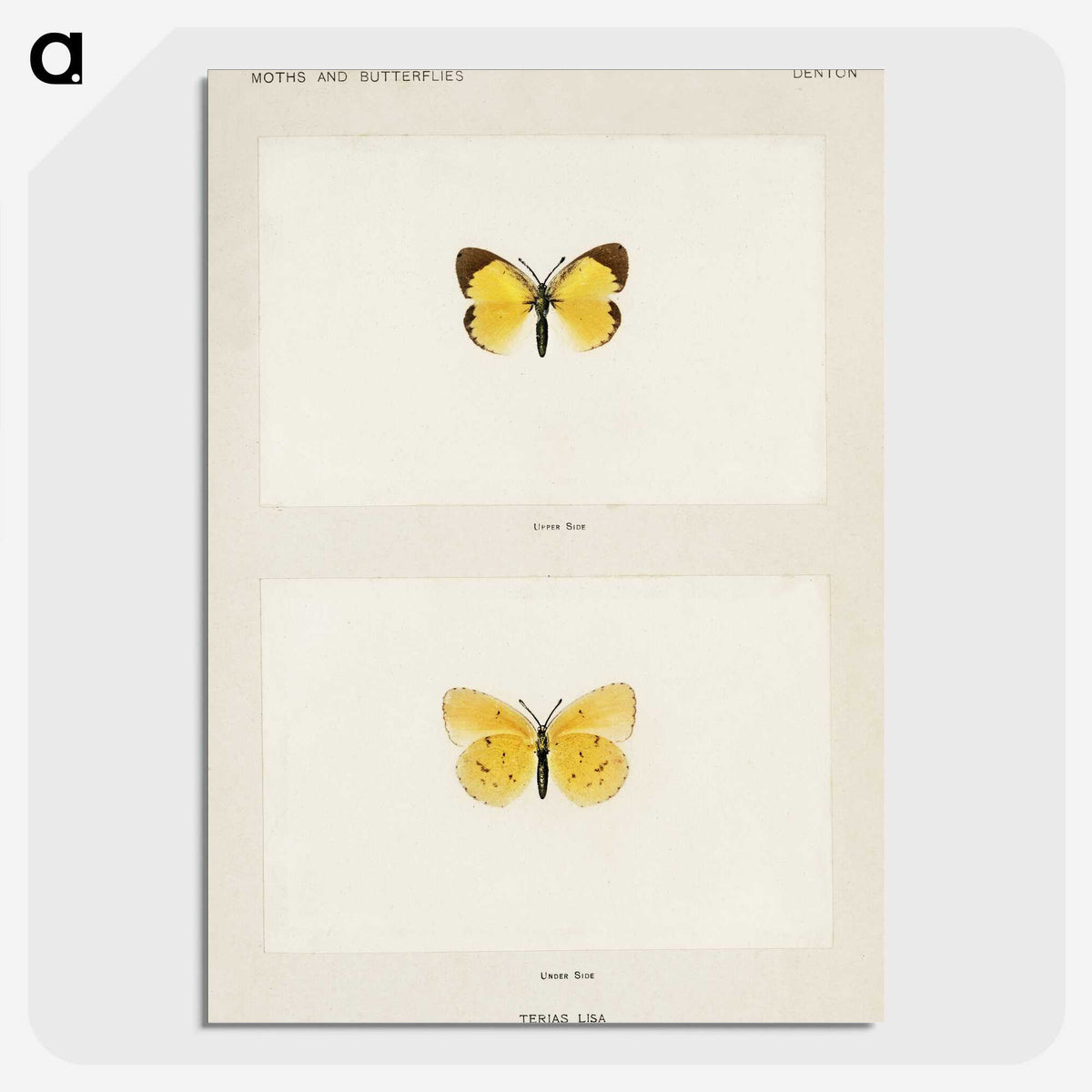 1-47_Moths-and-Butterflies-of-the-United-States_picture-crop