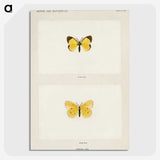 1-47_Moths-and-Butterflies-of-the-United-States_picture-crop