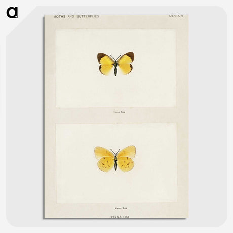 1-47_Moths-and-Butterflies-of-the-United-States_picture-crop