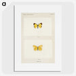1-47_Moths-and-Butterflies-of-the-United-States_picture