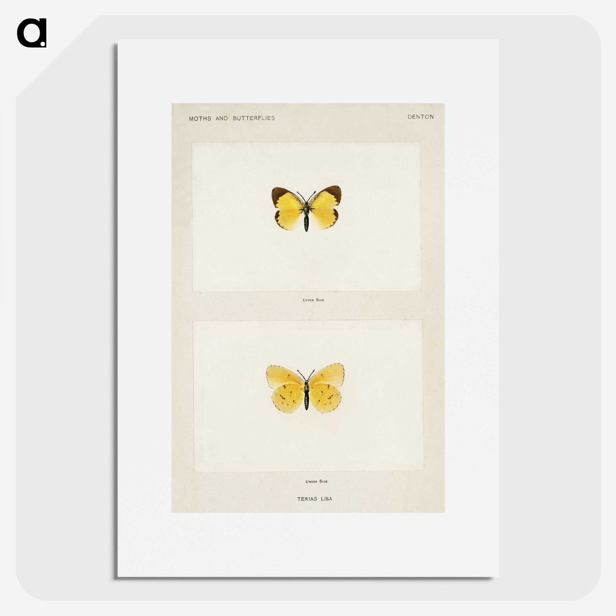 1-47_Moths-and-Butterflies-of-the-United-States_picture