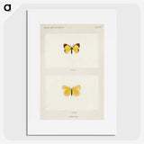 1-47_Moths-and-Butterflies-of-the-United-States_picture