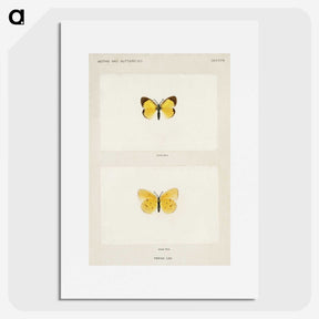 1-47_Moths-and-Butterflies-of-the-United-States_picture